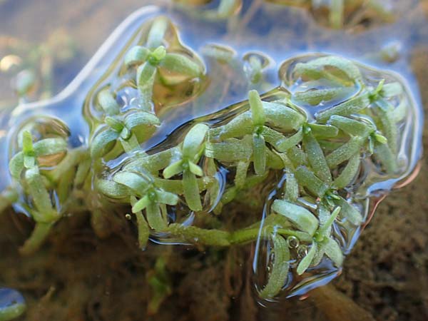 Callitriche cophocarpa \ Stumpfkantiger Wasserstern / Long-Styled Water Starwort, A Lawinenstein 5.7.2020