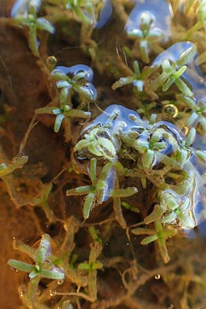 Callitriche cophocarpa / Long-Styled Water Starwort, A Lawinenstein 5.7.2020