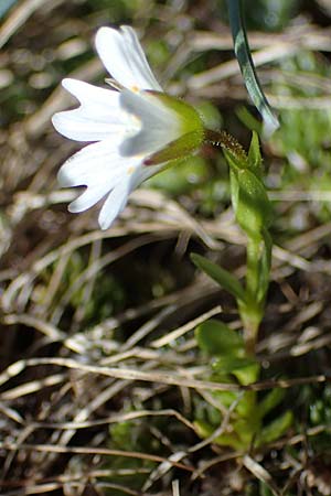 Cerastium cerastoides \ Dreigriffeliges Hornkraut / Starwort Mouse-Ear, A Seetaler Alpen, Zirbitzkogel 28.6.2021