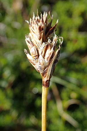 Carex curvula \ Gewhnliche Krumm-Segge, A Wölzer Tauern, Kleiner Zinken 24.7.2021