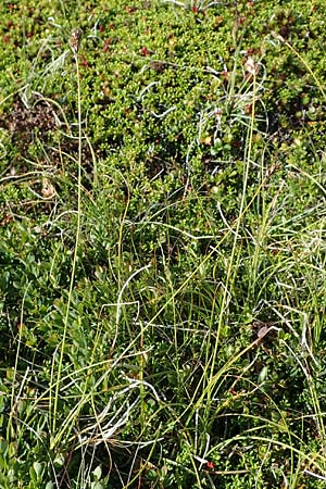 Carex curvula \ Gewhnliche Krumm-Segge, A Wölzer Tauern, Kleiner Zinken 24.7.2021