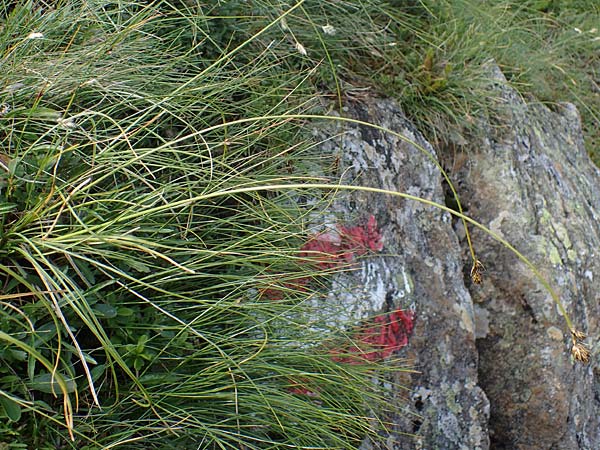 Carex curvula \ Gewhnliche Krumm-Segge, A Niedere Tauern, Sölk-Pass 26.7.2021