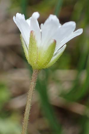 Cerastium cerastoides \ Dreigriffeliges Hornkraut / Starwort Mouse-Ear, A Niedere Tauern, Sölk-Pass 26.7.2021