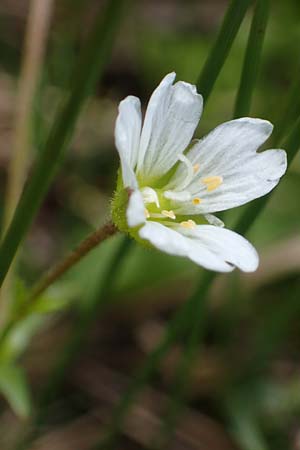 Cerastium cerastoides \ Dreigriffeliges Hornkraut / Starwort Mouse-Ear, A Niedere Tauern, Sölk-Pass 26.7.2021