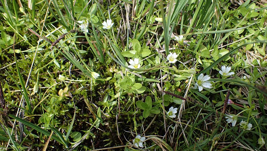 Cerastium cerastoides \ Dreigriffeliges Hornkraut / Starwort Mouse-Ear, A Niedere Tauern, Sölk-Pass 26.7.2021