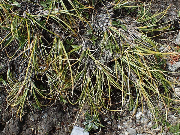 Carex curvula \ Gewhnliche Krumm-Segge, A Seckauer Tauern, Brandstätter Törl 27.7.2021