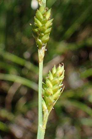 Carex canescens \ Graue Segge / Silvery Sedge, A Wölzer Tauern, Hohenwart 29.7.2021