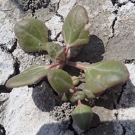 Chenopodium chenopodioides \ Dickblatt-Gnsefu, Salz-Rot-Gnsefu / Low Goosefoot, A Seewinkel, Illmitz 10.5.2012