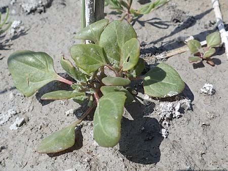 Chenopodium chenopodioides \ Dickblatt-Gnsefu, Salz-Rot-Gnsefu / Low Goosefoot, A Seewinkel, Illmitz 10.5.2012