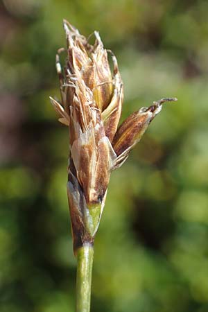 Carex curvula \ Gewhnliche Krumm-Segge, A Kärnten, Koralpe 1.7.2022