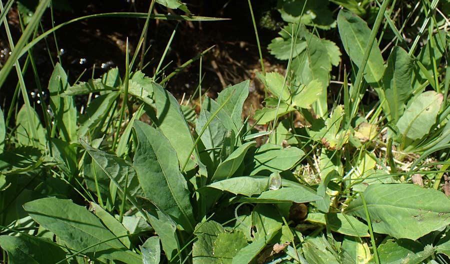 Crepis pyrenaica \ Grokpfiger Pippau, A Kärnten, Koralpe 1.7.2022