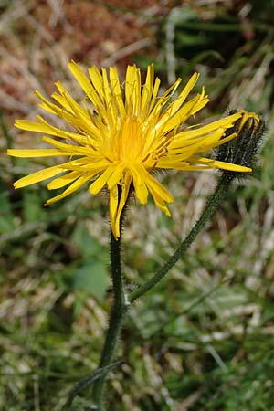 Crepis pyrenaica \ Grokpfiger Pippau / Conyza-Leaved Hawk's-Beard, A Kärnten/Carinthia, Koralpe 1.7.2022