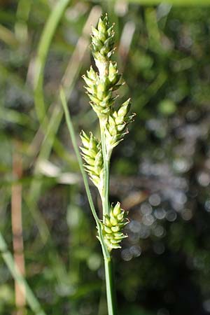 Carex canescens \ Graue Segge, A Kärnten, Koralpe 1.7.2022