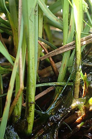 Carex canescens \ Graue Segge / Silvery Sedge, A Kärnten/Carinthia, Koralpe 1.7.2022