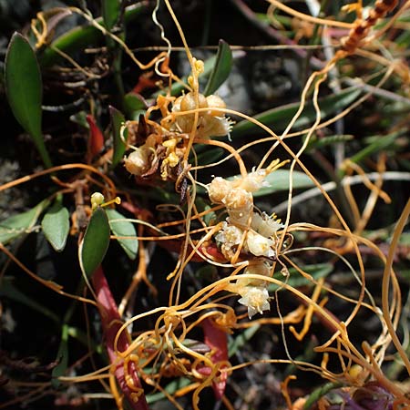 Cuscuta campestris / Yellow Dodder, A Seewinkel, Apetlon 26.9.2022