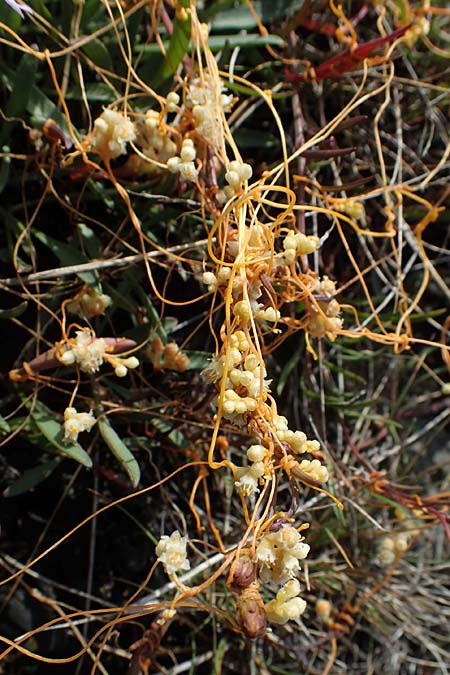 Cuscuta campestris / Yellow Dodder, A Seewinkel, Apetlon 26.9.2022