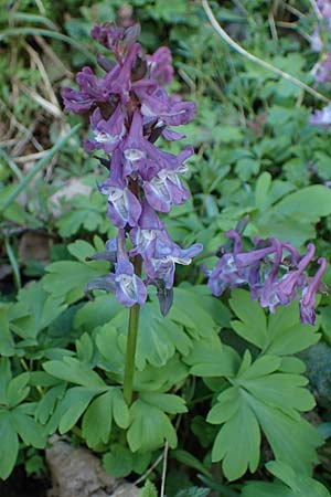 Corydalis cava / Hollow-Root, A Krems 1.4.2023