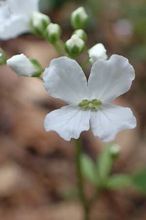 Cardamine trifolia \ Kleeblttriges Schaumkraut, Wald-Schaumkraut / Three-Leaved Cuckoo Flower, Trefoil Cress, A Kärnten/Carinthia, Feistritz im Rosental 17.5.2016