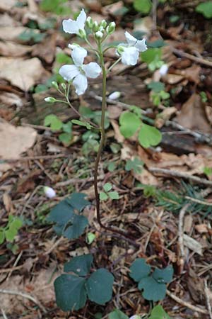 Cardamine trifolia \ Kleeblttriges Schaumkraut, Wald-Schaumkraut / Three-Leaved Cuckoo Flower, Trefoil Cress, A Kärnten/Carinthia, Feistritz im Rosental 17.5.2016