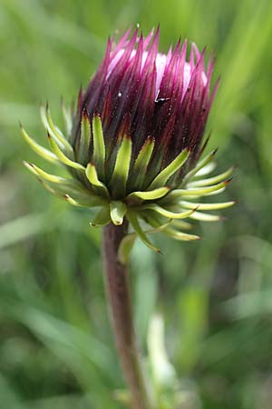 Carduus defloratus \ Alpen-Distel, A Pusterwald, Eiskar 29.6.2021