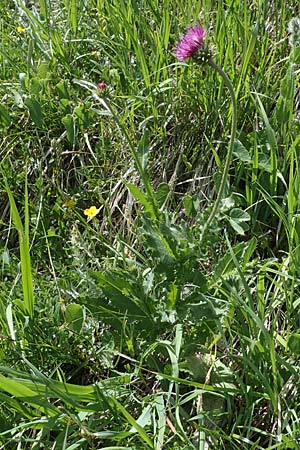 Carduus defloratus / Alpine Thistle, A Pusterwald, Eiskar 29.6.2021