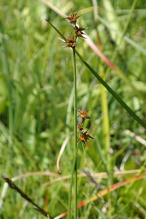 Carex echinata \ Igel-Segge, Stern-Segge / Star Sedge, A Wölzer Tauern, Kleiner Zinken 24.7.2021