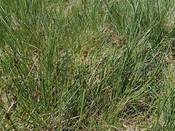 Carex echinata \ Igel-Segge, Stern-Segge / Star Sedge, A Niedere Tauern, Sölk-Pass 26.7.2021