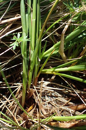 Carex echinata \ Igel-Segge, Stern-Segge / Star Sedge, A Niedere Tauern, Sölk-Pass 26.7.2021