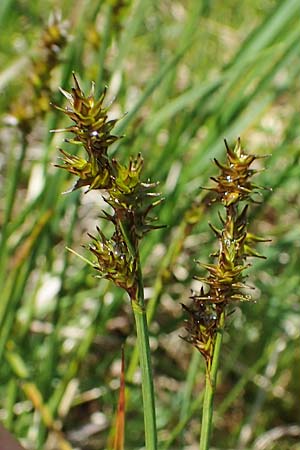 Carex echinata \ Igel-Segge, Stern-Segge / Star Sedge, A Niedere Tauern, Sölk-Pass 26.7.2021