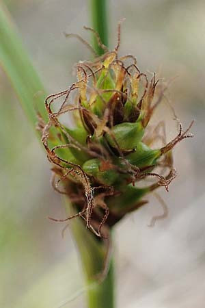 Carex distans \ Entfernthrige Segge, Lcken-Segge / Distant Sedge, A Seewinkel, Apetlon 8.5.2022