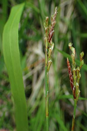 Carex digitata \ Finger-Segge / Fingered Sedge, A St. Gilgen 16.5.2022