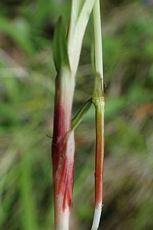 Carex digitata \ Finger-Segge / Fingered Sedge, A St. Gilgen 16.5.2022