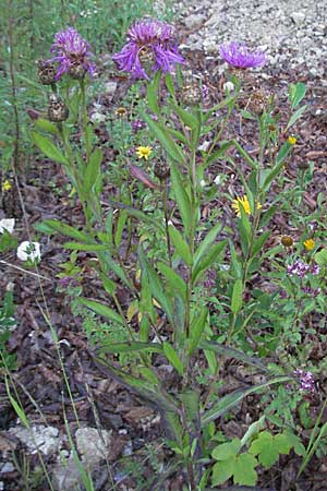 Centaurea jacea \ Wiesen-Flockenblume / Brown Knapweed, A Hengstpass 14.7.2007