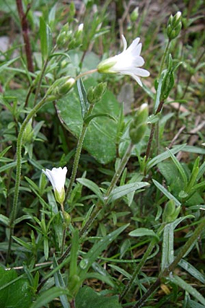 Cerastium arvense \ Acker-Hornkraut / Field Mouse-Ear, A Malta - Tal / Valley 7.6.2008