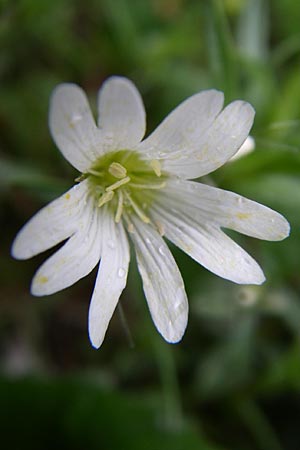 Cerastium arvense \ Acker-Hornkraut, A Malta - Tal 7.6.2008