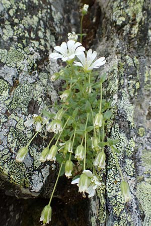 Cerastium latifolium ? / Broad-Leaved Chickweed, A Osttirol, Porze 13.7.2019