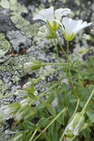 Cerastium latifolium ? \ Breitblttiges Hornkraut, Kalkalpen-Hornkraut / Broad-Leaved Chickweed, A Osttirol, Porze 13.7.2019