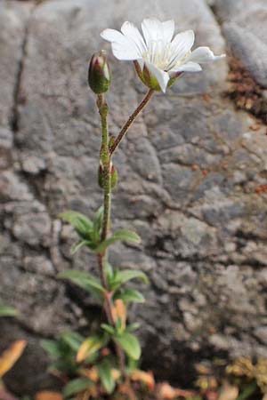 Cerastium arvense subsp. strictum \ Steifes Acker-Hornkraut, A Schneealpe 30.6.2020