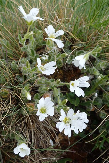 Cerastium eriophorum \ Wolliges Hornkraut / Wooly Alpine Mouse-Ear, A Wölzer Tauern, Kleiner Zinken 26.6.2021