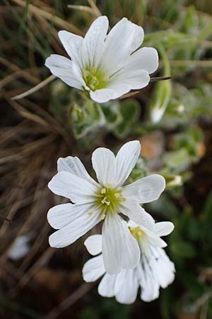 Cerastium eriophorum \ Wolliges Hornkraut / Wooly Alpine Mouse-Ear, A Wölzer Tauern, Kleiner Zinken 26.6.2021