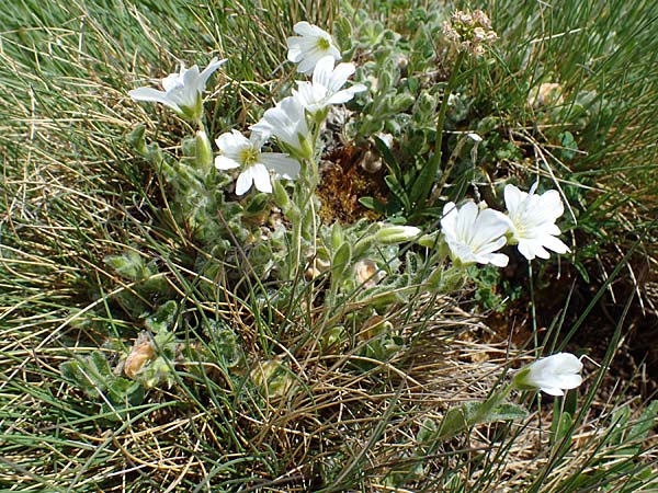 Cerastium eriophorum \ Wolliges Hornkraut, A Wölzer Tauern, Kleiner Zinken 26.6.2021