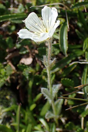 Cerastium eriophorum \ Wolliges Hornkraut / Wooly Alpine Mouse-Ear, A Wölzer Tauern, Hoher Zinken 24.7.2021