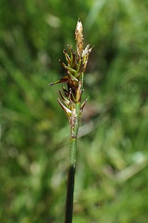 Carex echinata \ Igel-Segge, Stern-Segge / Star Sedge, A Wölzer Tauern, Hohenwart 29.7.2021