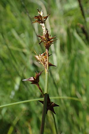 Carex echinata \ Igel-Segge, Stern-Segge / Star Sedge, A Wölzer Tauern, Hohenwart 29.7.2021