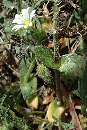 Cerastium pumilum \ Dunkles Hornkraut / Dark Mouse-Ear, A Hainburg 14.5.2022