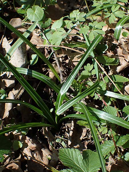 Crocus exiguus \ Illyrischer Krokus, Pontischer Krokus, A Murfeld-Lichendorf 4.4.2023