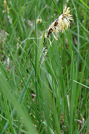 Carex sempervirens \ Horst-Segge, Immergrne Segge / Evergreen Sedge, A Malta - Tal / Valley 7.6.2008