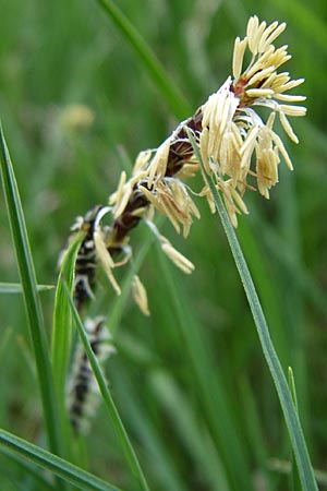 Carex sempervirens \ Horst-Segge, Immergrne Segge / Evergreen Sedge, A Malta - Tal / Valley 7.6.2008