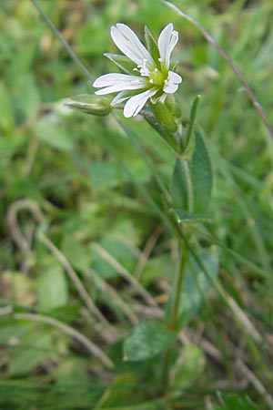 Cerastium fontanum \ Quell-Hornkraut, A Dachstein 20.7.2010