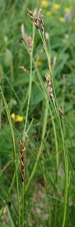 Carex ferruginea \ Rost-Segge / Rusty Sedge, A Pusterwald, Eiskar 1.7.2019